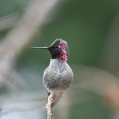 anna's hummingbird, bird, perched