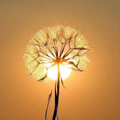 dandelion, sun, backlighting