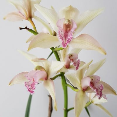 orchids, flowers, petals