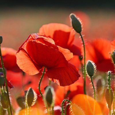 red, red poppy, poppy