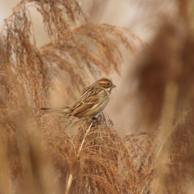 sparrow, bird, reed