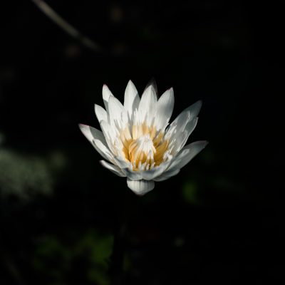 water lily, flower, plant