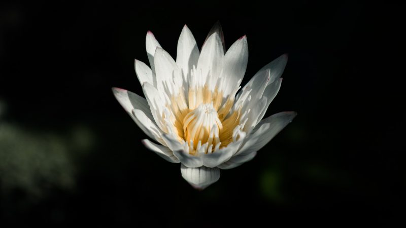 water lily, flower, plant