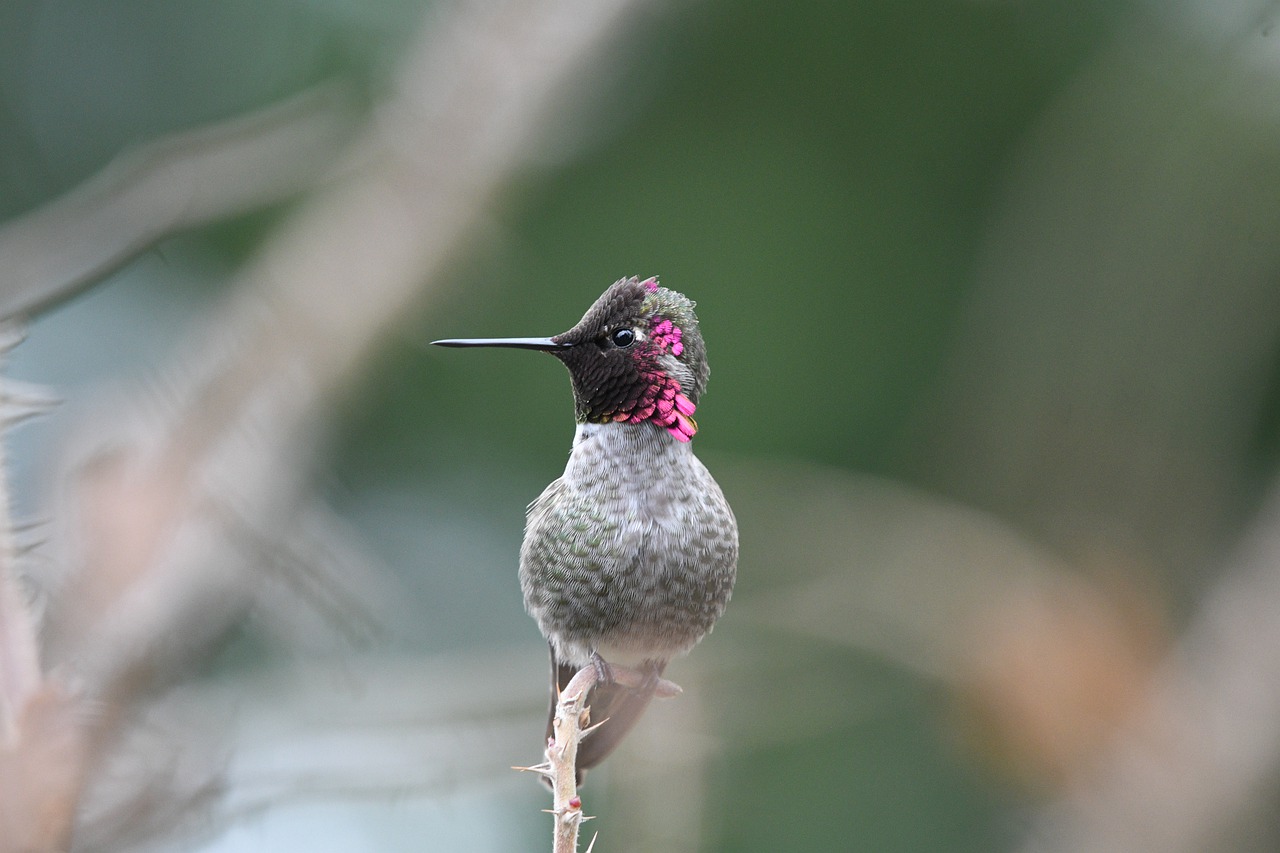 anna's hummingbird, bird, perched