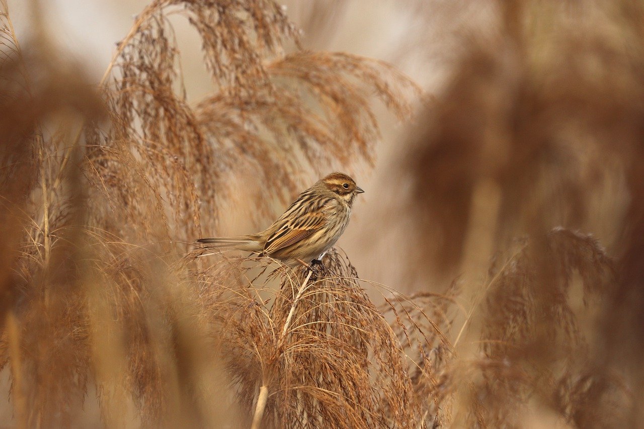 sparrow, bird, reed